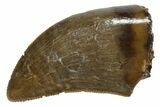 Serrated, Tyrannosaur (Nanotyrannus) Tooth - Montana #350407-1